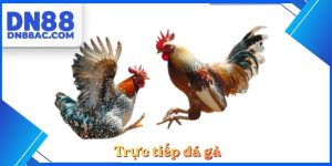 Trực tiếp đá gà