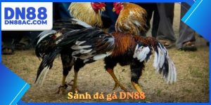 Sảnh đá gà DN88
